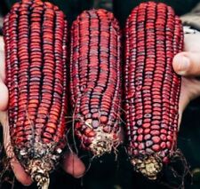 Organic heirloom jimmie for sale  Mamou