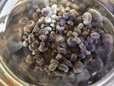 Ramshorn snails pea for sale  Yakima