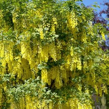 Laburnum watereri vossii for sale  SOUTHAMPTON