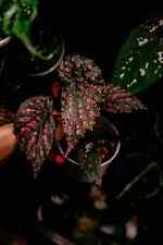 Sale2108 begonia negrosensis gebraucht kaufen  Dettingen an der Erms