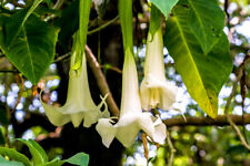 Pianta brugmansia arborea usato  Maddaloni