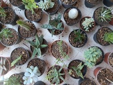 Cactus succulente usato  Lentini