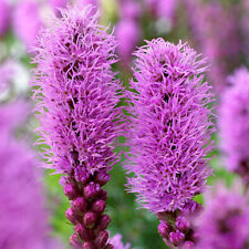 Liatris spicata blazing for sale  WOLVERHAMPTON