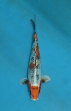 Yamata nishiki koi for sale  Estill