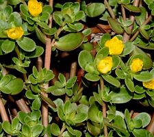 Semi portulak portulaca usato  Spedire a Italy