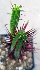 Euphorbia enopla stunning for sale  San Jose