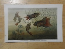 Rig chromolithographie grossfl gebraucht kaufen  Langquaid