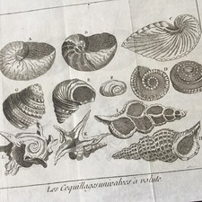 Gravure coquillages nautilus d'occasion  Nantes-
