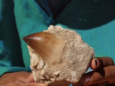 Large mosasaur tooth for sale  Tucson