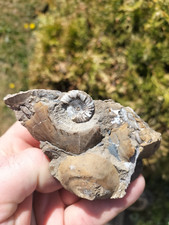 Androgynoceras capricornas amm for sale  REDCAR