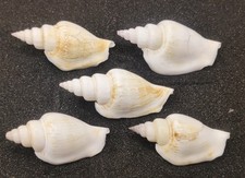 Strombus betatus shells for sale  REDRUTH