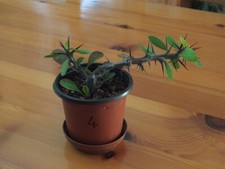 Euphorbia milii crown for sale  WOTTON-UNDER-EDGE