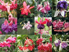 Hardy bush fuchsia for sale  UK