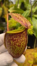 Nepenthes undulatifolia single for sale  Winston Salem