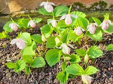 Cypripedium formosanum orchid for sale  MANSFIELD