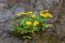 Caltha palustris marginal for sale  MARKET RASEN