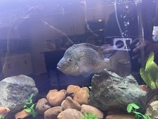 fish monster for sale fish monster for sale Rosharon