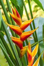 8000973 heliconia champneiana gebraucht kaufen  Reutlingen