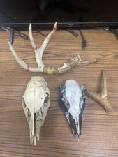 head skull deer antler for sale  Crimora