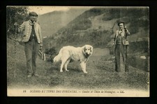 Dog puppy postcard for sale  Trenton