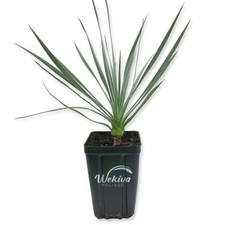 Silver yucca live for sale  USA