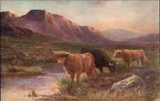 Highland cattle roaming for sale  USA