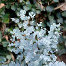 Eucalyptus gunnii azura for sale  GLASGOW