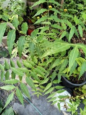 Neem tree 3ft for sale  Naples
