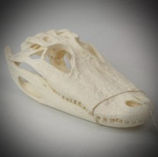 Real gator skull for sale  Catonsville