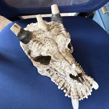 Dragon head skull for sale  Saint Louis