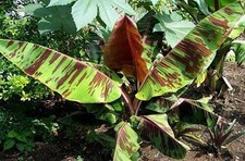 Bananier rare sikkimensis d'occasion  Carnières