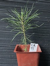 plant potted pine tree for sale plant potted pine tree for sale Martin