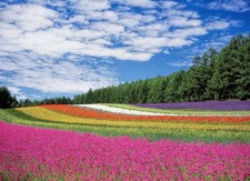 Beauty spring flower for sale  USA