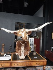 texas long horn for sale texas long horn for sale Las Vegas