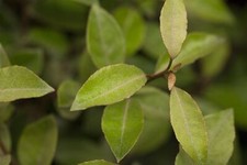 Elaeagnus ebbingei immergrün gebraucht kaufen  Westerstede
