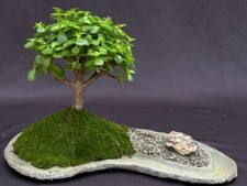 Bonsai tree portlacaria for sale  Patchogue
