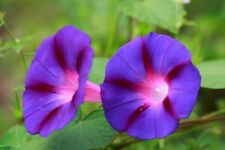 Morning glory grandpa d'occasion  Expédié en France