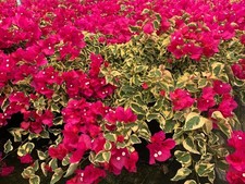 bougainvillea 6  Variegated / bugenwilla bugenvilla Raspberry ICE na sprzedaż  PL