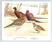 1960 birds portraits for sale  Scottsboro