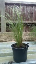 Stipa tenuissima ponytails for sale  PRESTON