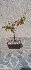 Bonsai japanischer fächerahor gebraucht kaufen  Kastellaun
