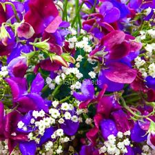 Sweet pea grandiflora for sale  DEWSBURY