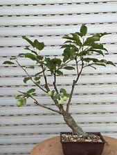 Melo prebonsai bonsai usato  Italia
