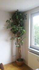 Künstlicher ficus benjamini gebraucht kaufen  Stuttgart
