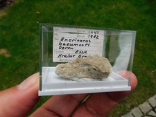 Trilobit encrinurus kraluv gebraucht kaufen  Limbach-Oberfrohna