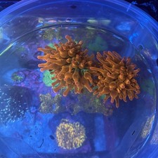 Large rainbow bubble for sale  Staten Island