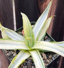 agave cacti for sale agave cacti for sale Encinitas
