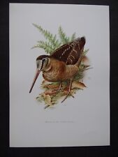 Planche oiseaux bécasse d'occasion  Grancey-le-Château-Neuvelle