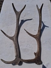 Abwurfstangen hirsch gebraucht kaufen  Herzogenrath