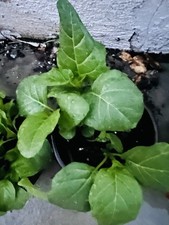 Organic african garden for sale  Harbor City